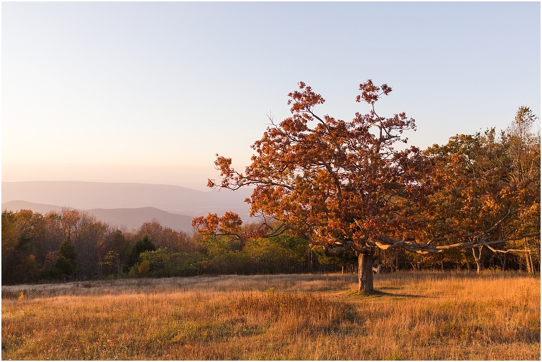 This Skyline Drive fall engagement session was straight fire. The autumn sunset colors of Tanner's Ridge Overlook and these stylish couple were too hot to handle