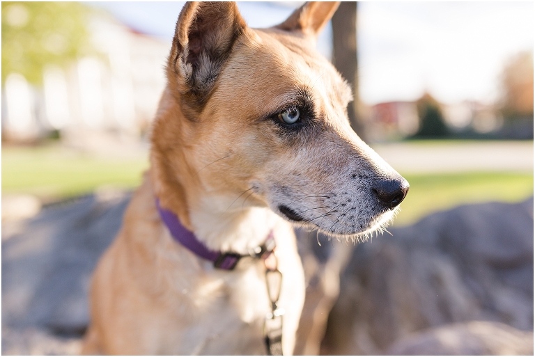James Madison University (JMU) graduation portraits