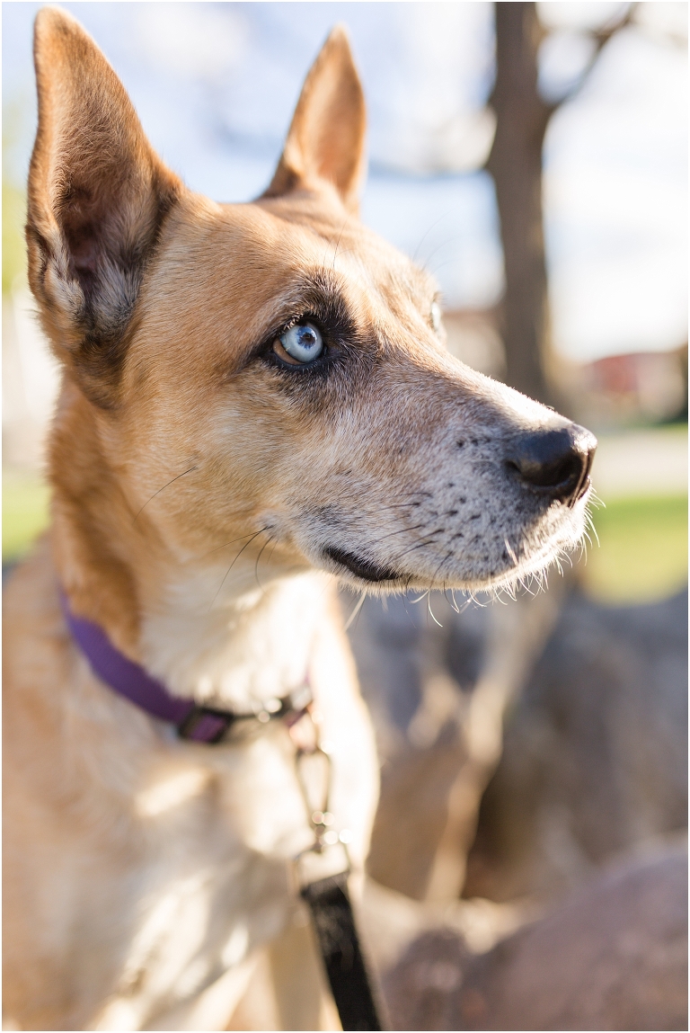 James Madison University (JMU) graduation portraits
