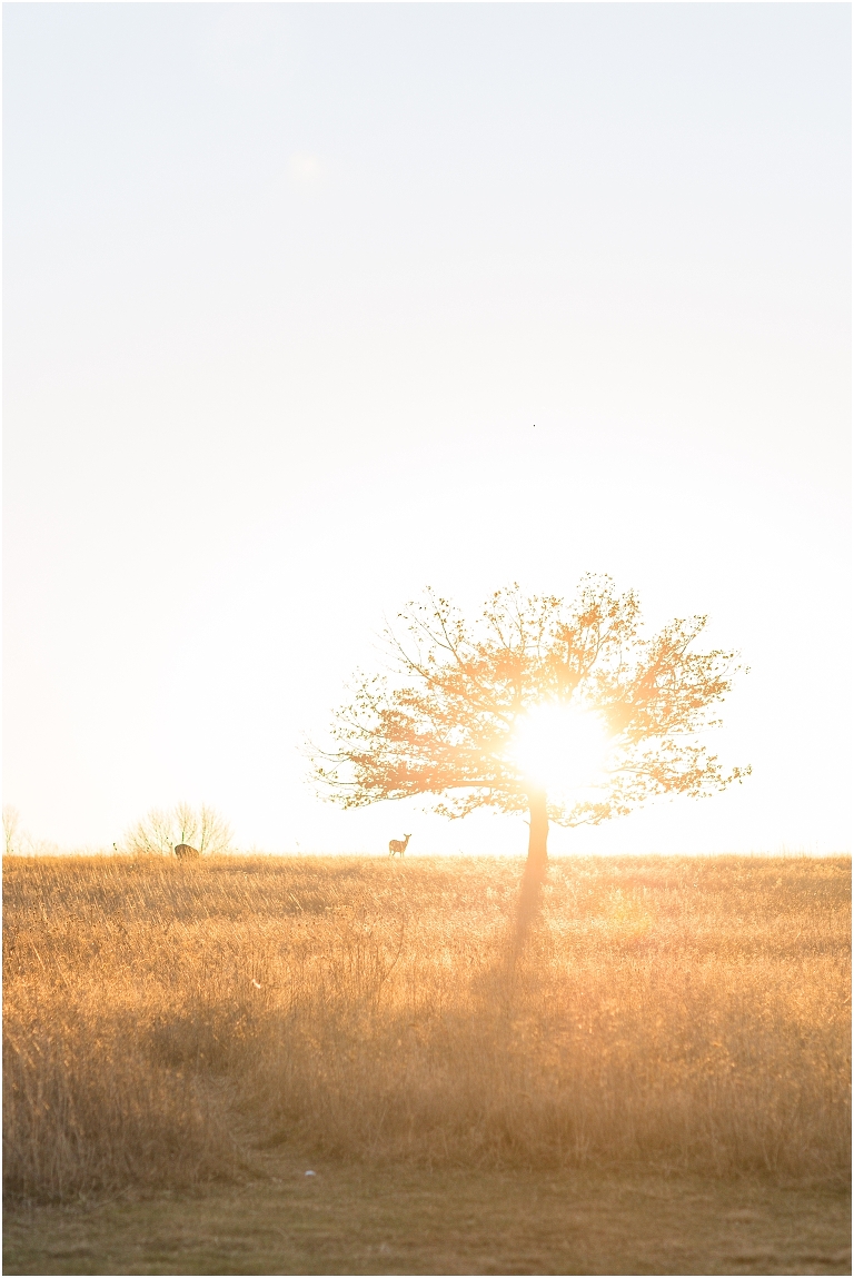 Engagement session at Big Meadows in Virginia. Beautiful colors and views surrounded us for this special occasion.