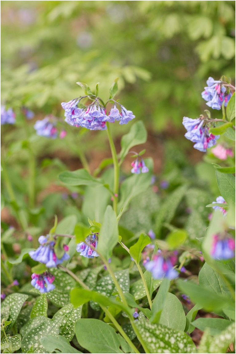 Spring Edith J. Carrier Arboretum engagement session in Harrisonburg Virginia with colorful blooms flowers