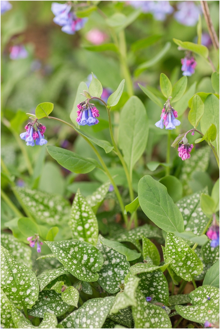 Spring Edith J. Carrier Arboretum engagement session in Harrisonburg Virginia with colorful blooms flowers