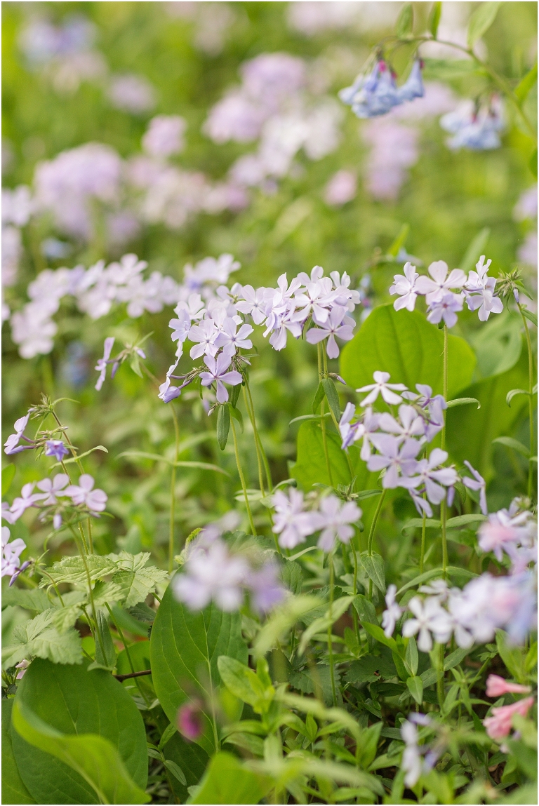Spring Edith J. Carrier Arboretum engagement session in Harrisonburg Virginia with colorful blooms flowers