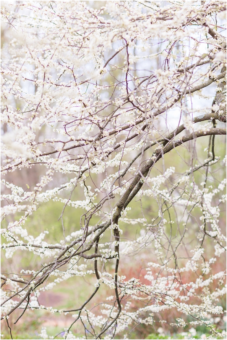 Spring Edith J. Carrier Arboretum engagement session in Harrisonburg Virginia with colorful blooms flowers
