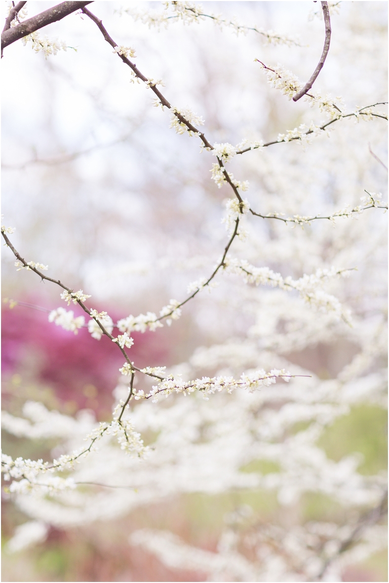 Spring Edith J. Carrier Arboretum engagement session in Harrisonburg Virginia with colorful blooms flowers