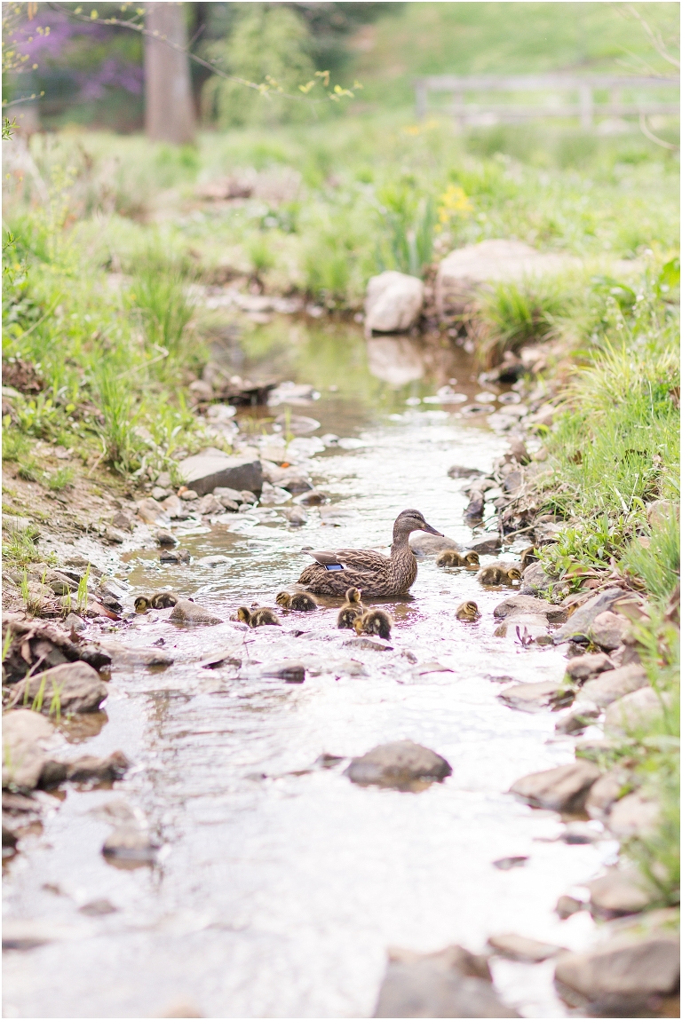 Spring Edith J. Carrier Arboretum engagement session in Harrisonburg Virginia with colorful blooms flowers