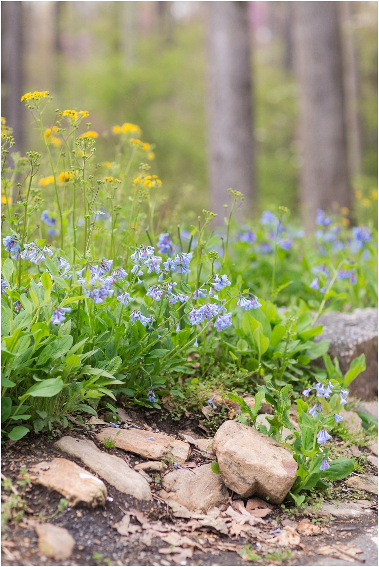 Spring Edith J. Carrier Arboretum engagement session in Harrisonburg Virginia with colorful blooms flowers