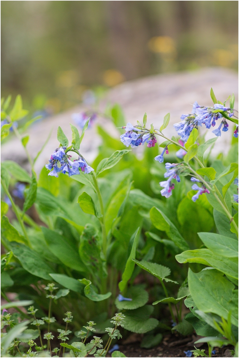 Spring Edith J. Carrier Arboretum engagement session in Harrisonburg Virginia with colorful blooms flowers