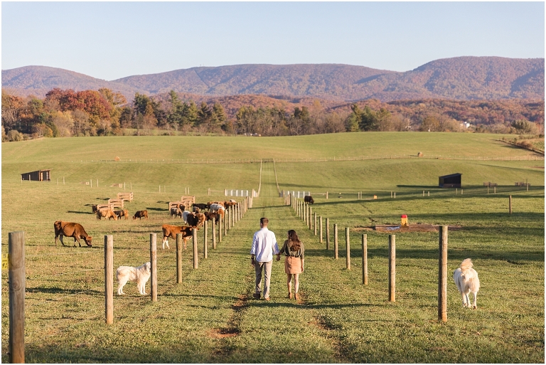 Cyrus Ridge Farm Shenandoah Valley Virginia couples session on working cattle farm with mountain sunset views and golden hour by the pond