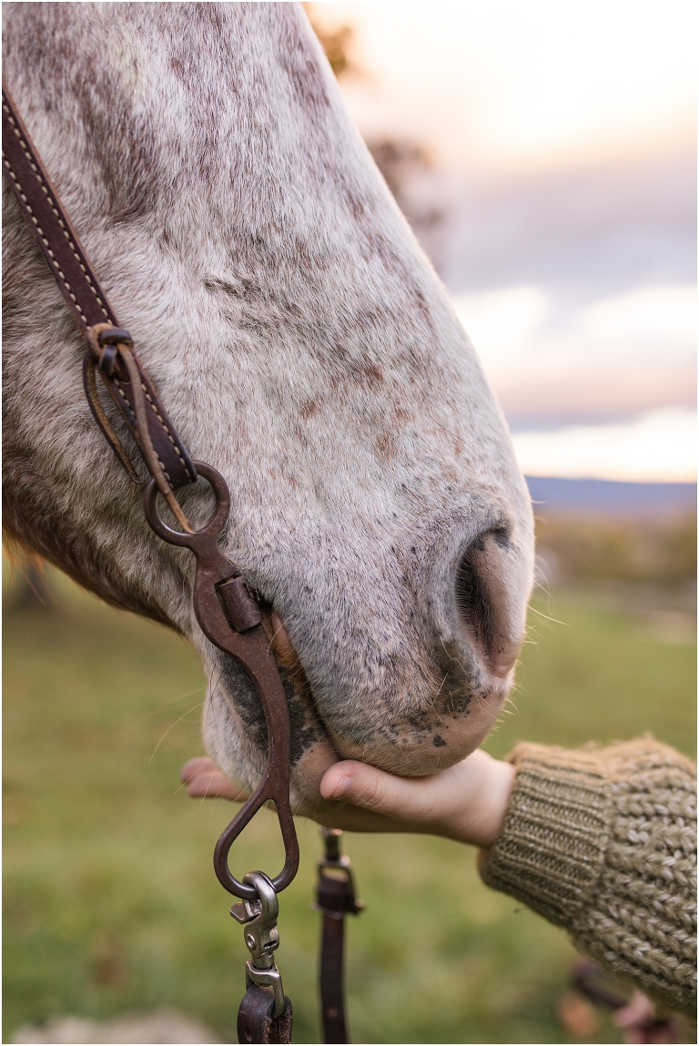 Autumn fall foliage senior horse portraits with a rust and white horse in an open field with a sunset mountain backdrop, Virginia senior graduation portrait photographer